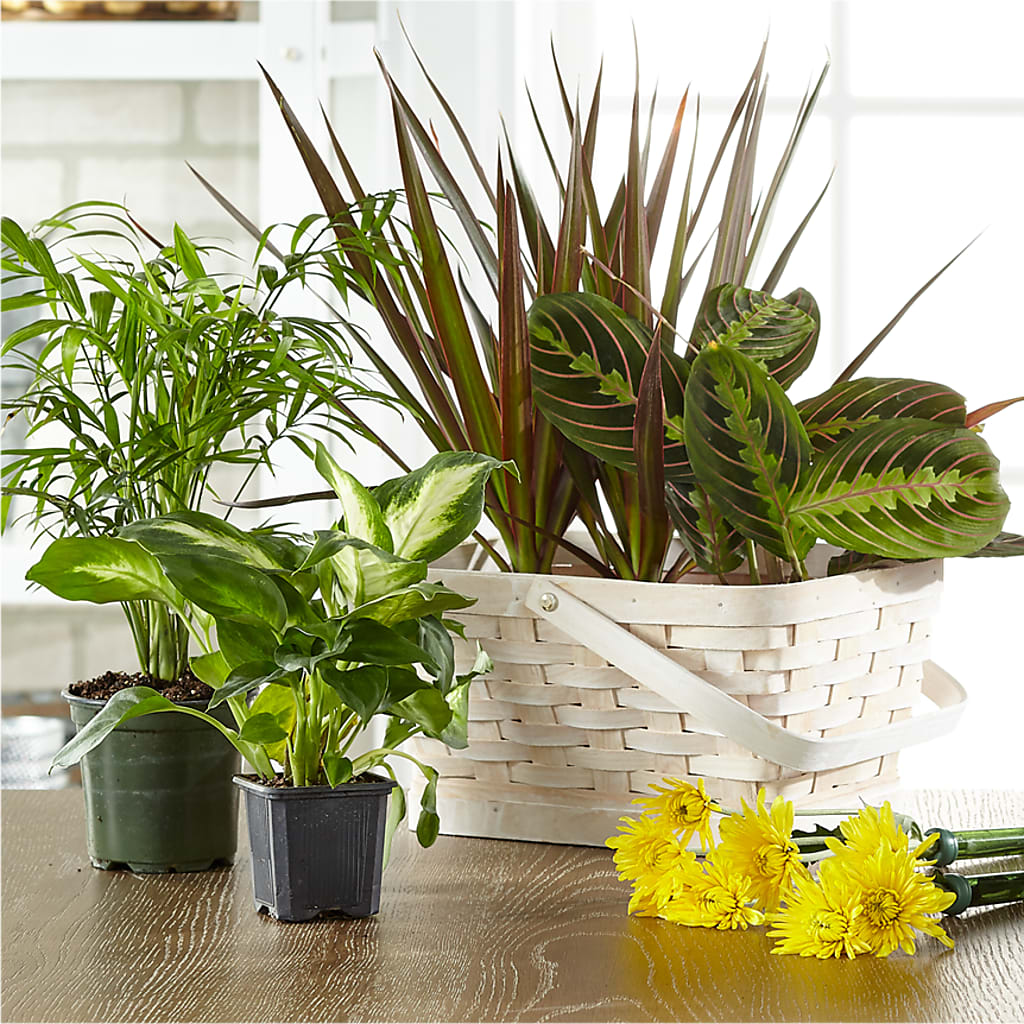 Florist Designed Blooming and Green Plants in a Basket – Angelic Floral Studio, Rosemead CA