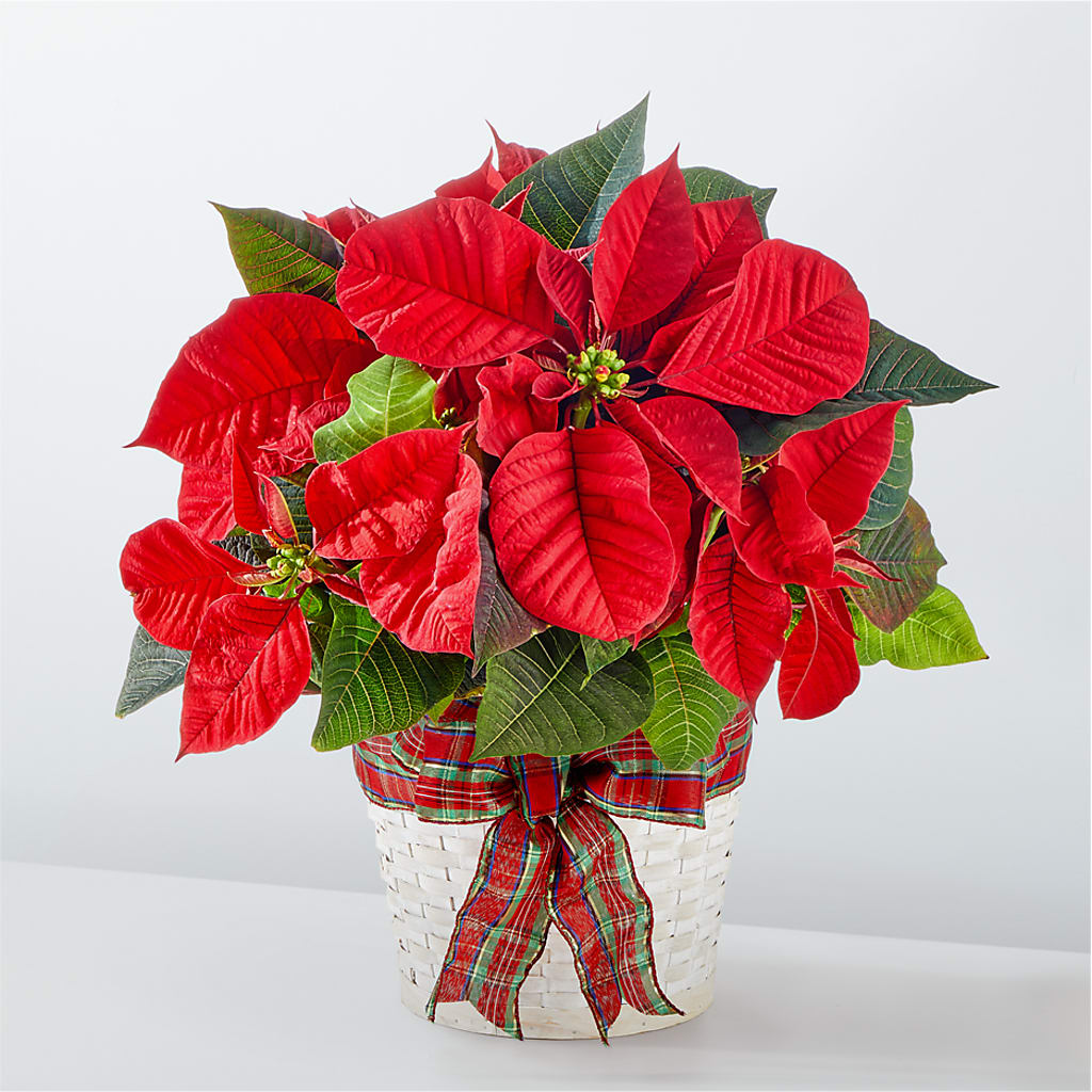 Happiest Holidays Poinsettia – Angelic Floral Studio, Rosemead CA