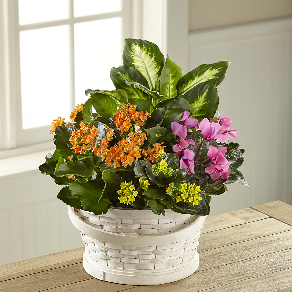 Color Crush Dishgarden – Angelic Floral Studio, Rosemead CA