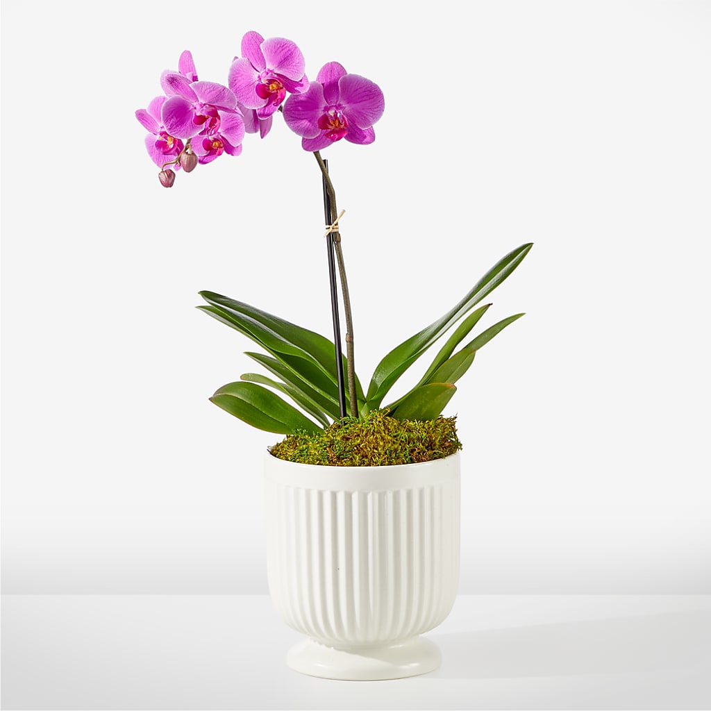 Friendly Fuchsia Orchid – Angelic Floral Studio, Rosemead CA