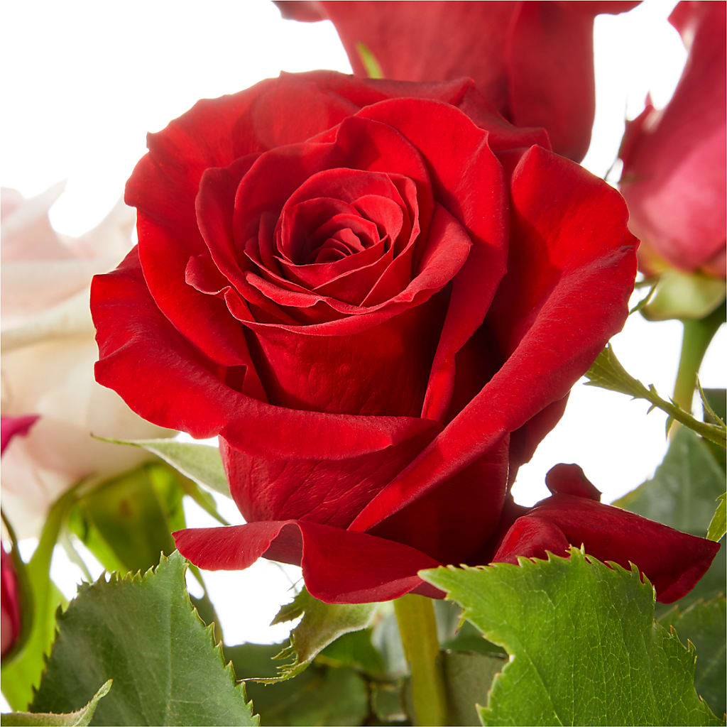 Love Notes Rose Bouquet – Angelic Floral Studio, Rosemead CA