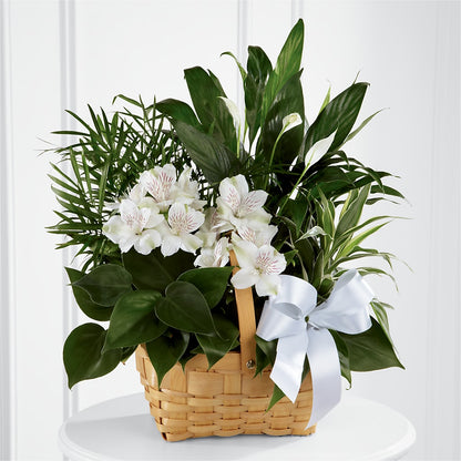 Peace & Serenity Dishgarden –  Angelic Floral Studio, Rosemead CA