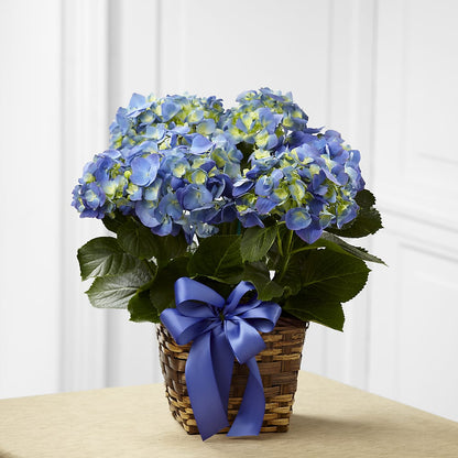 Blue Hydrangea Planter –  Angelic Floral Studio, Rosemead CA