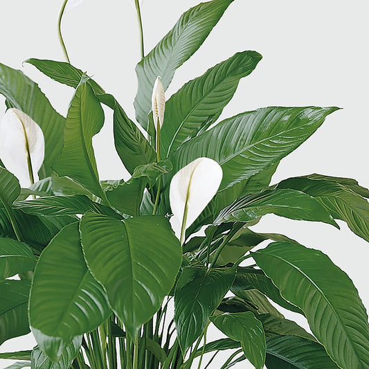Tranquil Moments Peace Lily Plant –  Angelic Floral Studio, Rosemead CA