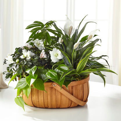 Serene Dishgarden –  Angelic Floral Studio, Rosemead CA