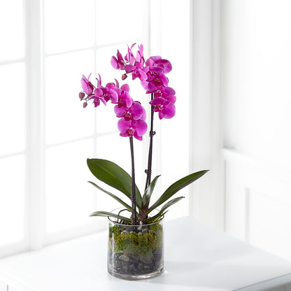 Pink Orchid Plant –  Angelic Floral Studio, Rosemead CA