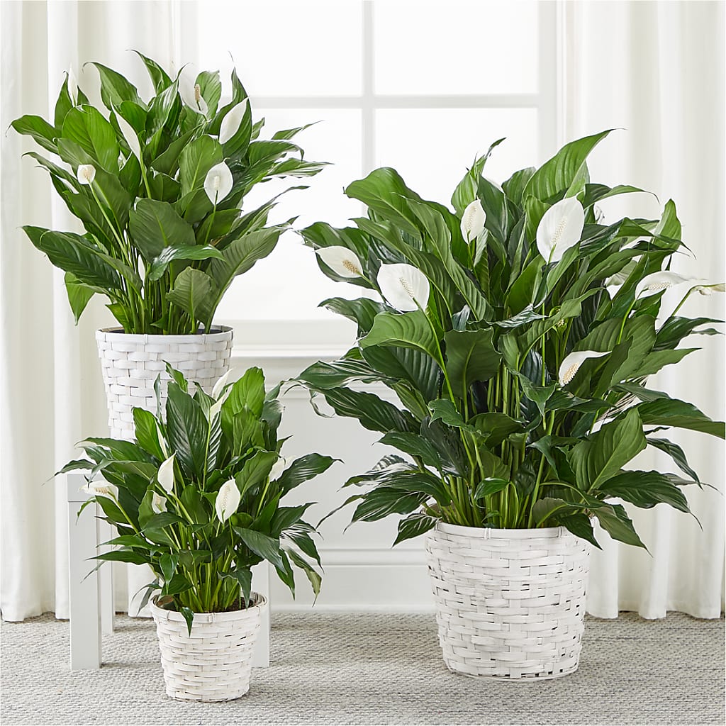 A New Leaf Peace Lily –  Angelic Floral Studio, Rosemead CA