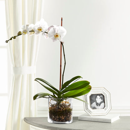 White Orchid Planter –  Angelic Floral Studio, Rosemead CA